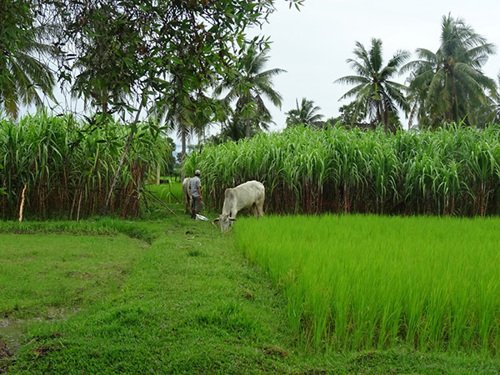 Farming in Cambodia